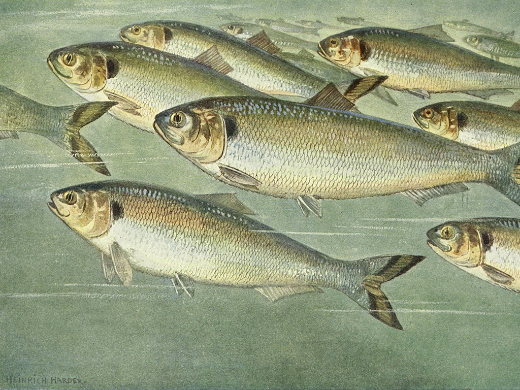 A shoal of allis shads swimming in the water. “Maifisch” by Heinrich Harder (1913).