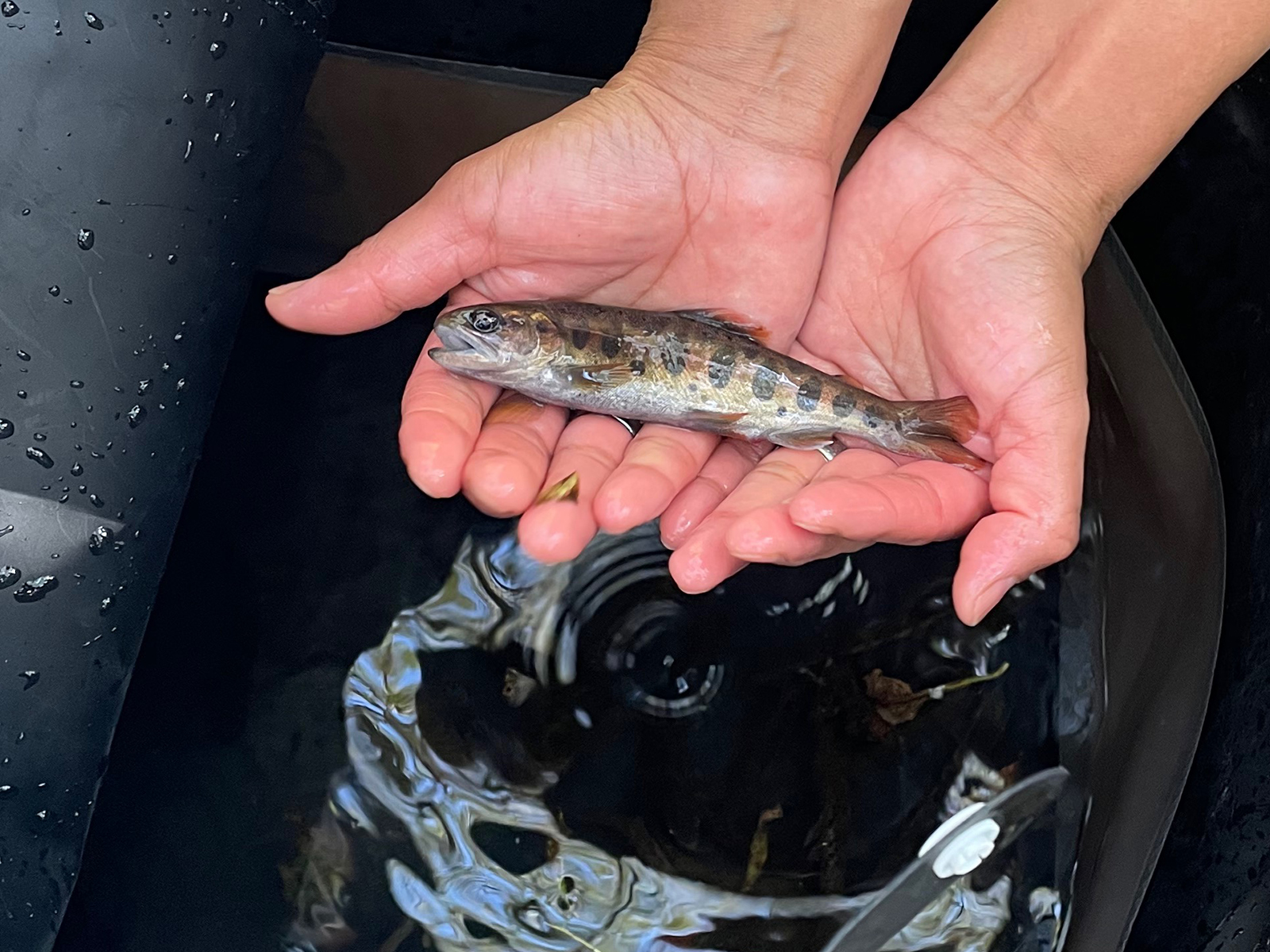 Human hands holding a small trout.