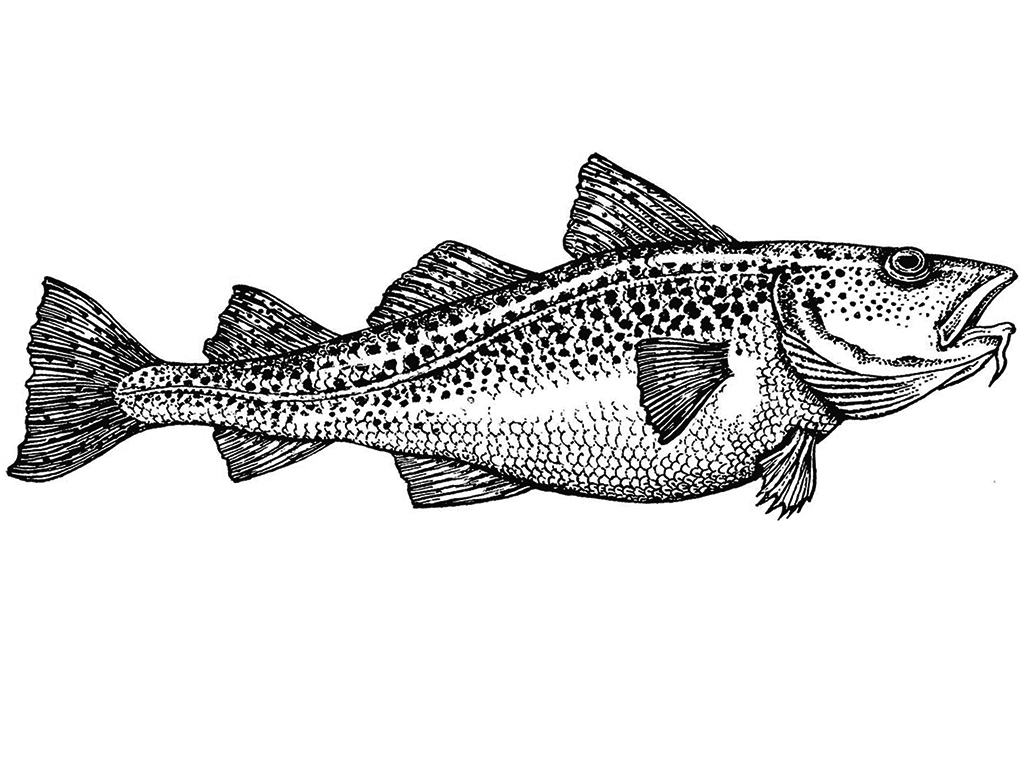 A cod represented in lateral view, showing its right face.