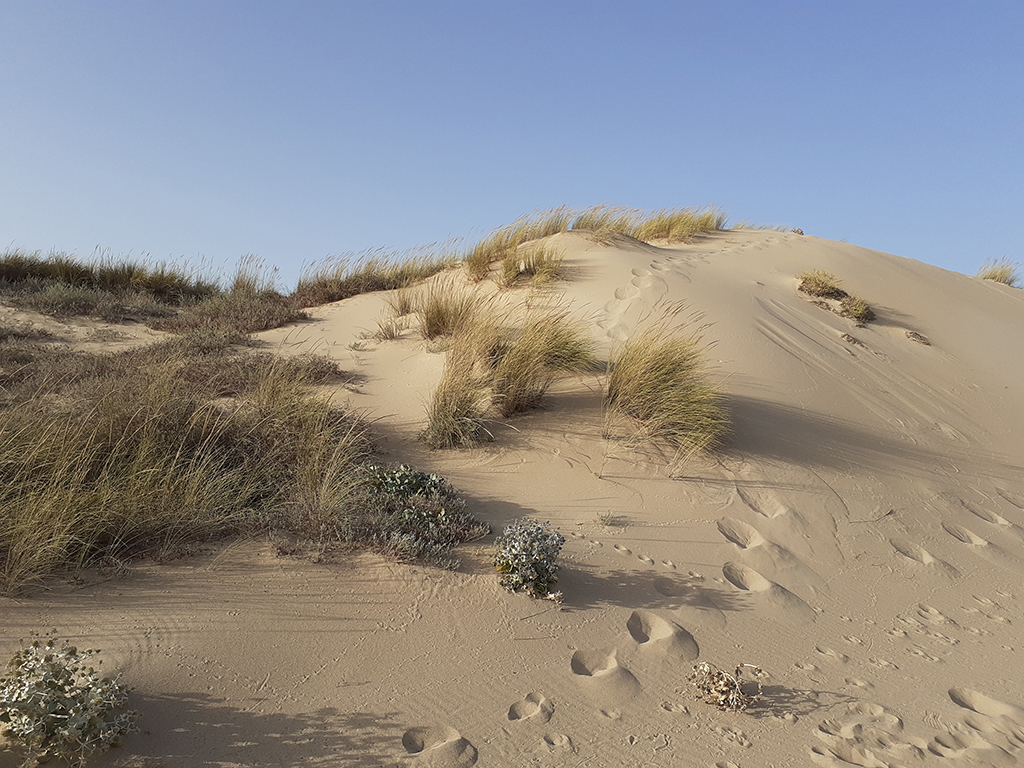 A dune with patches of grass, and subtle human footprints next to others produced by a dog.