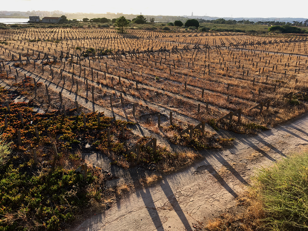 Extensive area with poles organized in rows, featuring the remnants of former structures used to dry cod.